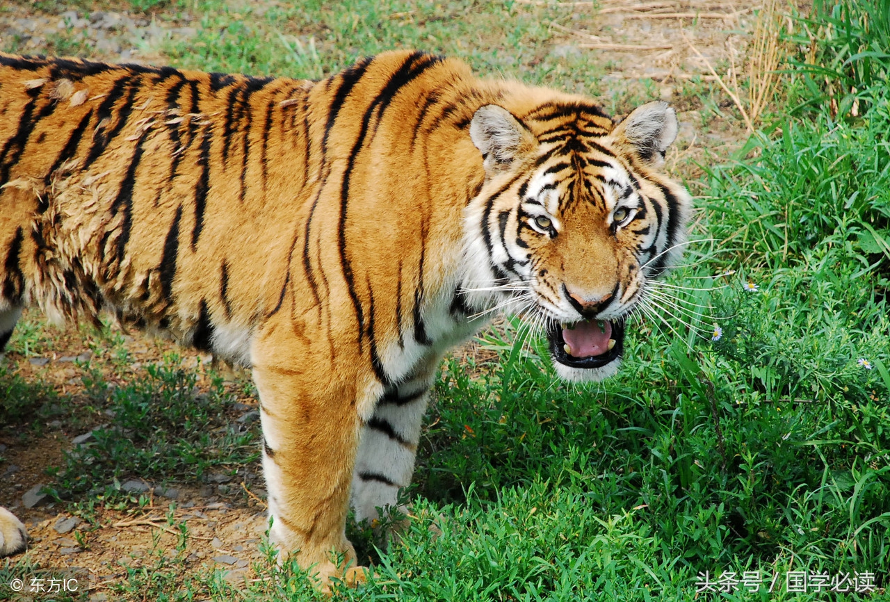 妙趣横生的十二生肖歇后语,十二生肖歇后语大全二年级