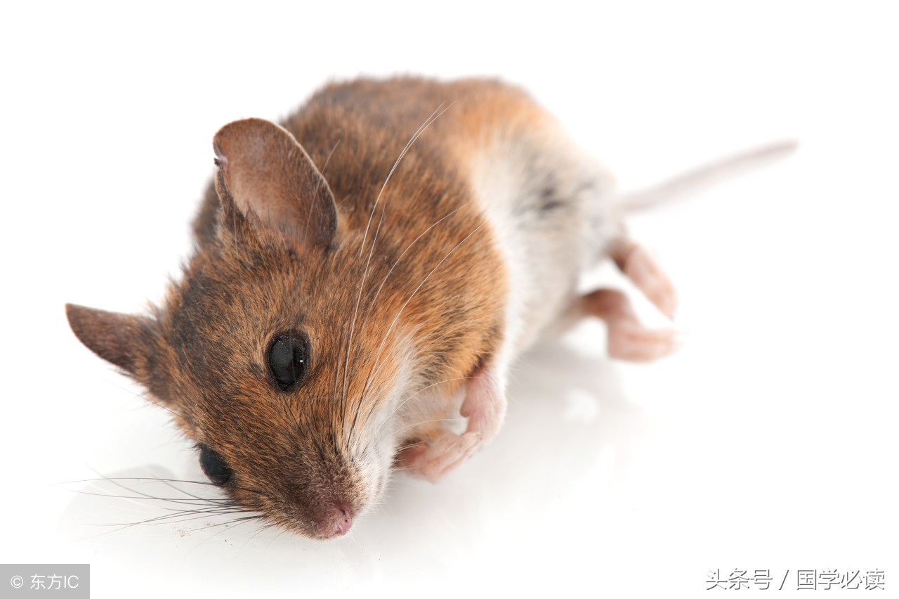 十二生肖歇后语大全小学生,包含十二生肖的歇后语大全