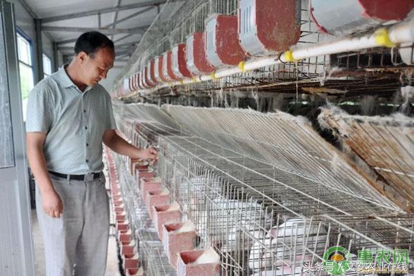 靠肉兔养殖致富,养殖一百只种兔一年能赚十多万