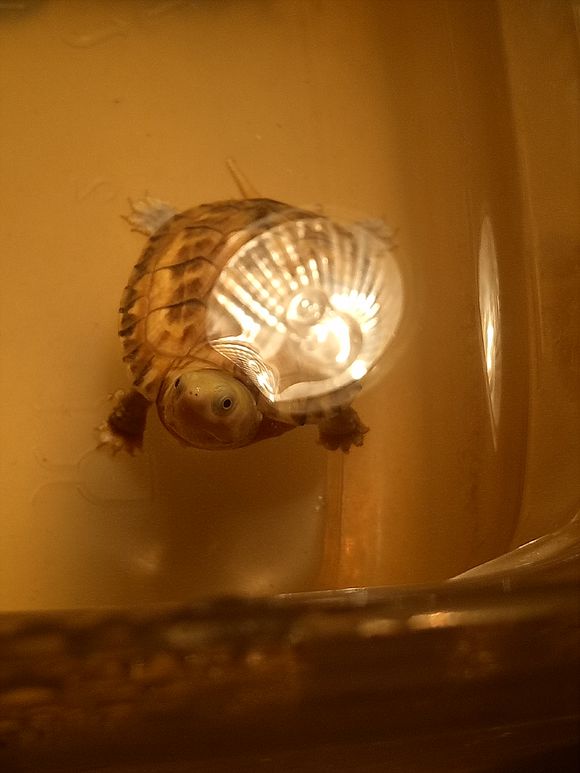 龟不用加热棒怎么给龟加温,龟治病加热棒推荐