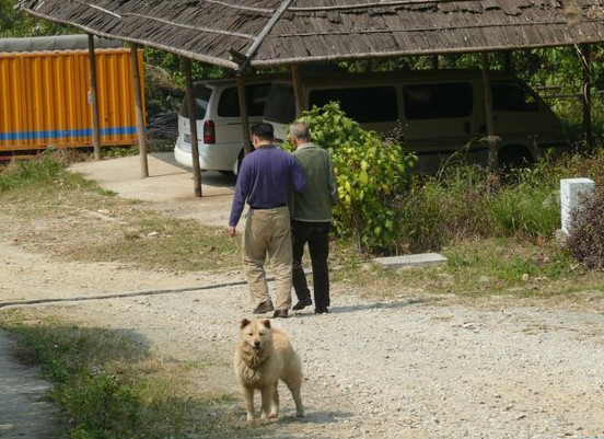从小养的土狗会咬人吗,小土狗突然咬人