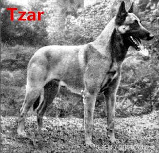 「可能是史上最清晰科普文章」系列之马犬起源和马犬的傲慢与偏见