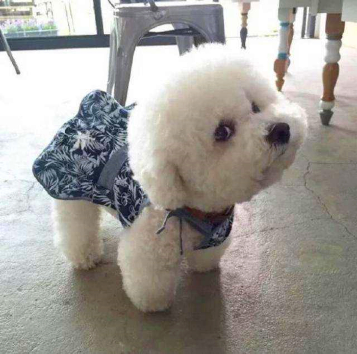 比熊经常拉肚子，铲屎官观察5点症状，发现感染寄生虫！