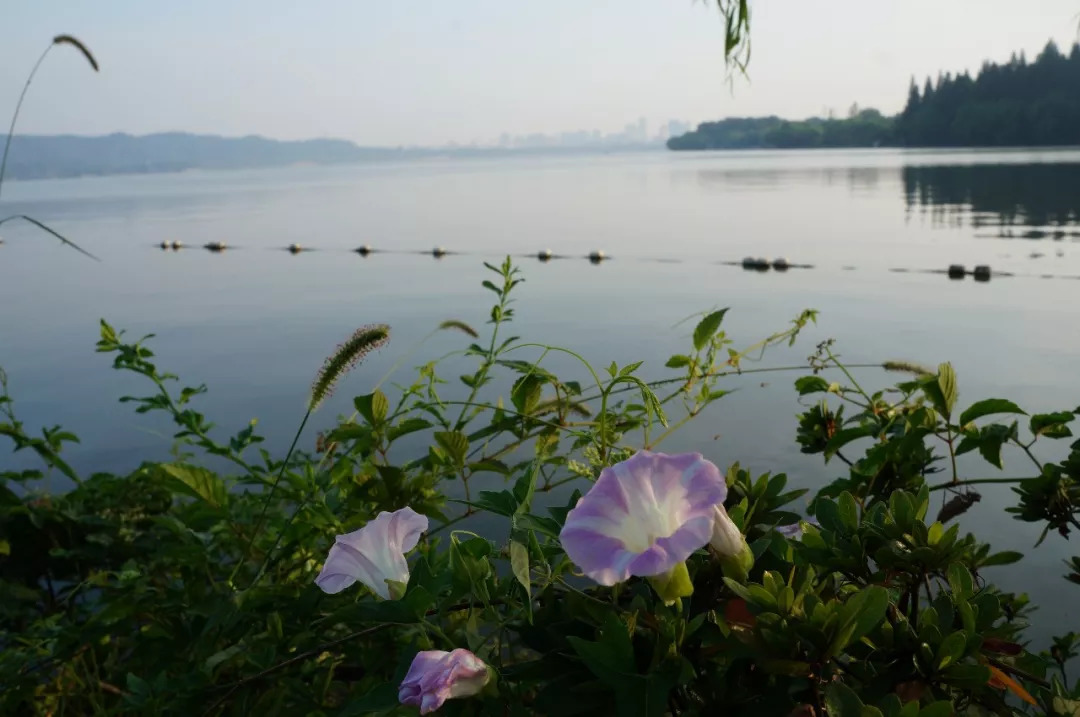 杭州西湖西子宾馆地址,杭州西子宾馆位置图
