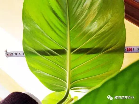 塑料瓶加点树皮，垒起来养成了绿萝树，发疯猛长叶宽20厘米！