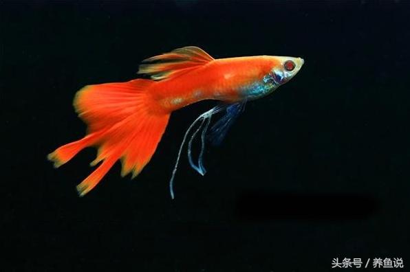 养鱼不换水全是屎,养鱼可以不换水吗