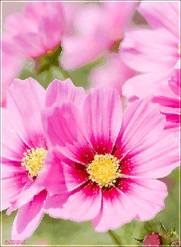 会动的视觉图片14张,会动的图片21张太美了