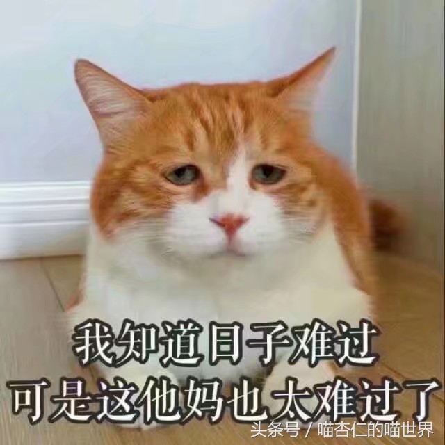 猫癣会传染给人吗怎么处理,人得了猫癣可以彻底治愈吗
