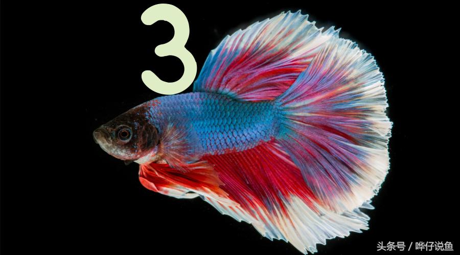 观赏鱼养殖场怎么让鱼快速生长,在家里养观赏鱼怎么养鱼不会死