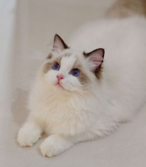 布偶猫最容易得的几个病,布偶猫常见的病症