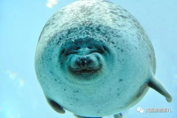 没有干劲的废柴海豹，只要心中有床，在哪里都可以豹睡个爽啊……