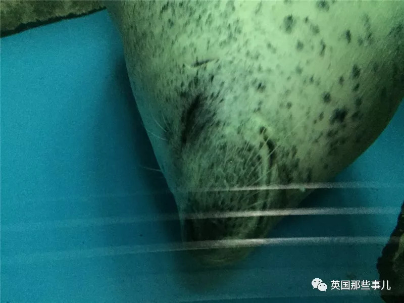 没有干劲的废柴海豹，只要心中有床，在哪里都可以豹睡个爽啊……