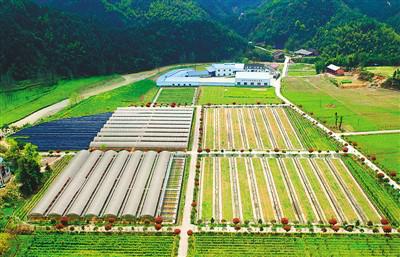 湖南华莱健黑茶文化底蕴深厚