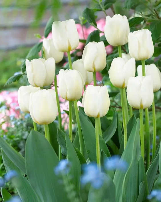 盘点家里忌养的植物,不适合在卧室养的植物