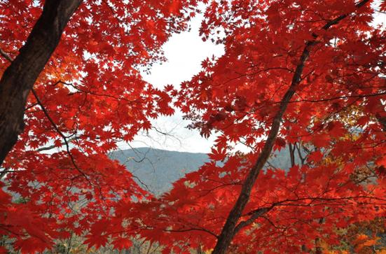 赏枫踏水才是东北秋季的正确打开方式
