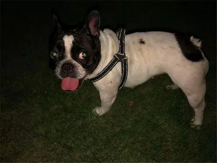 法牛洗澡没吹干,法牛洗澡的正确方法