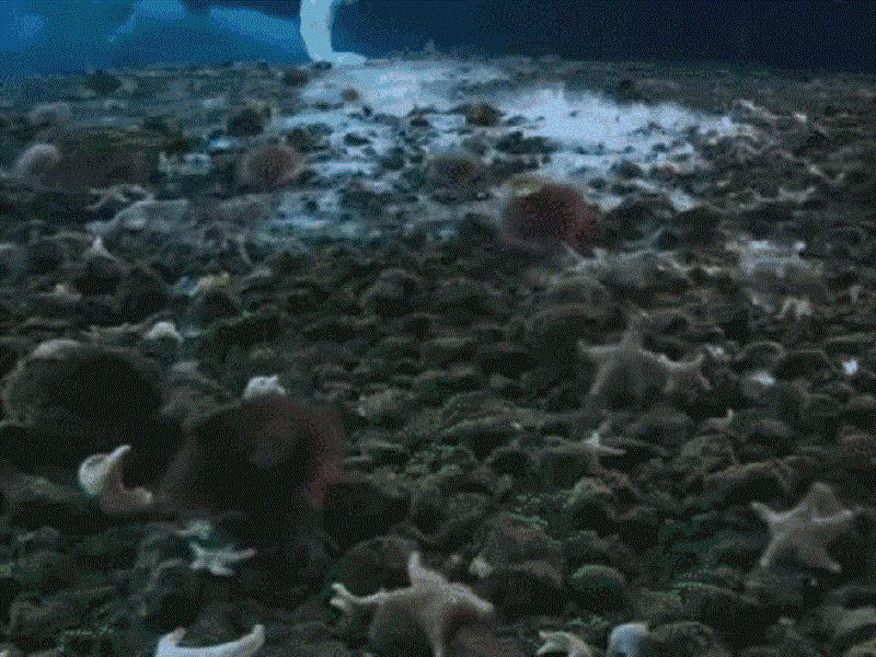 死亡冰柱周围有什么生物,死亡冰柱到底有多厉害