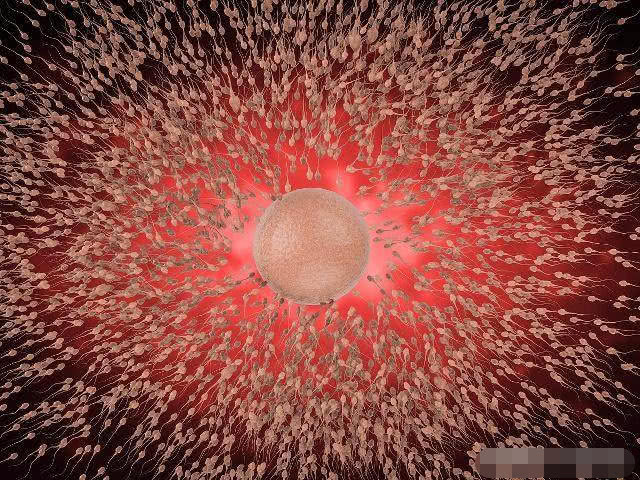 小蝌蚪进母体后没有成功着床,小蝌蚪进入母体会感觉到温度吗