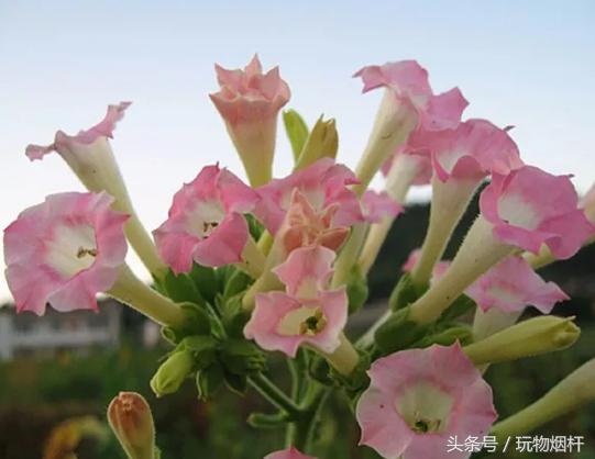 战乱烟为什么是必需品,为什么烟是精神食粮