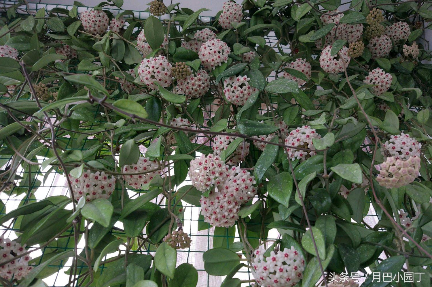 养球兰的小诀窍每年都能开满花,球兰室内怎么养护才能开花多