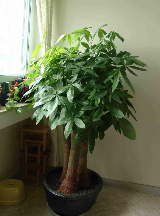 发财树叶子不怎么长怎么处理,发财树叶子越来越少了