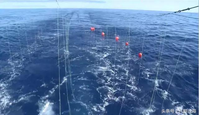 长钩柄鱼钩钓鲫鱼,长绳排钩钓鱼怎么钓鲫鱼