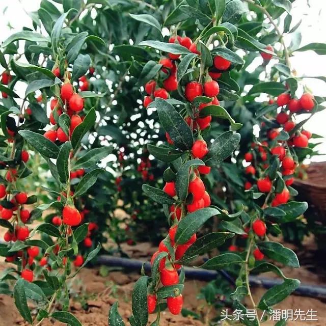 中宁枸杞鲜枸杞,养生佳品中宁枸杞