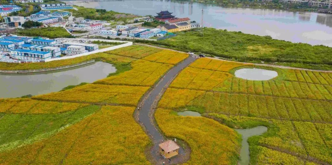 宁波花海网红打卡地,宁波镇海十七房花海