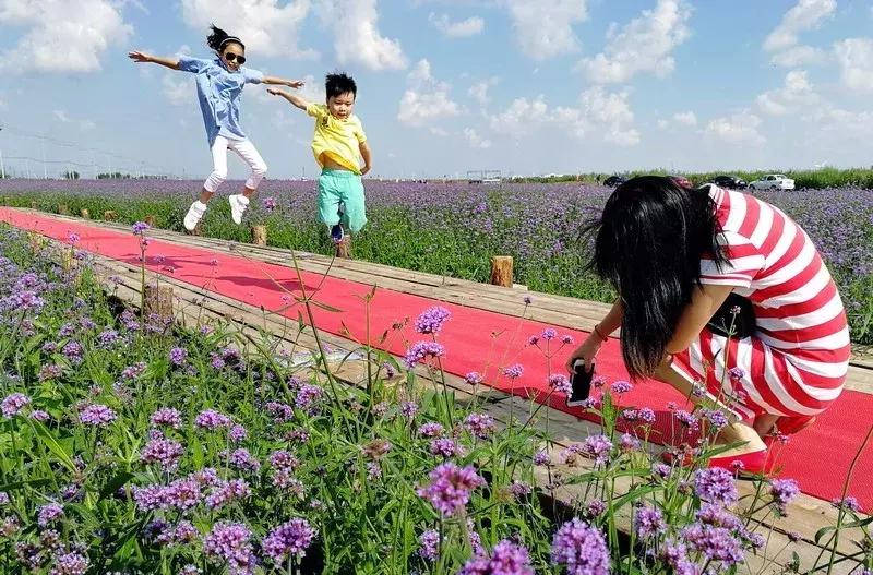 宁波花海网红打卡地,宁波镇海十七房花海