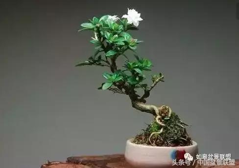 微型盆景拇指盆批发,微型盆景小摆件厂家批发