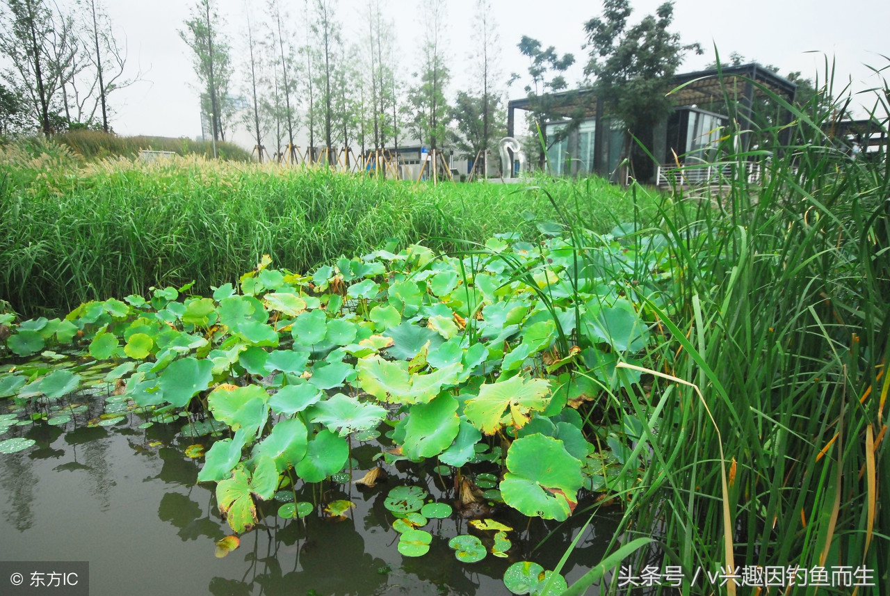 钓鳊鱼用什么饵料钓效果最好,钓鳊鱼商品饵料怎么选合适
