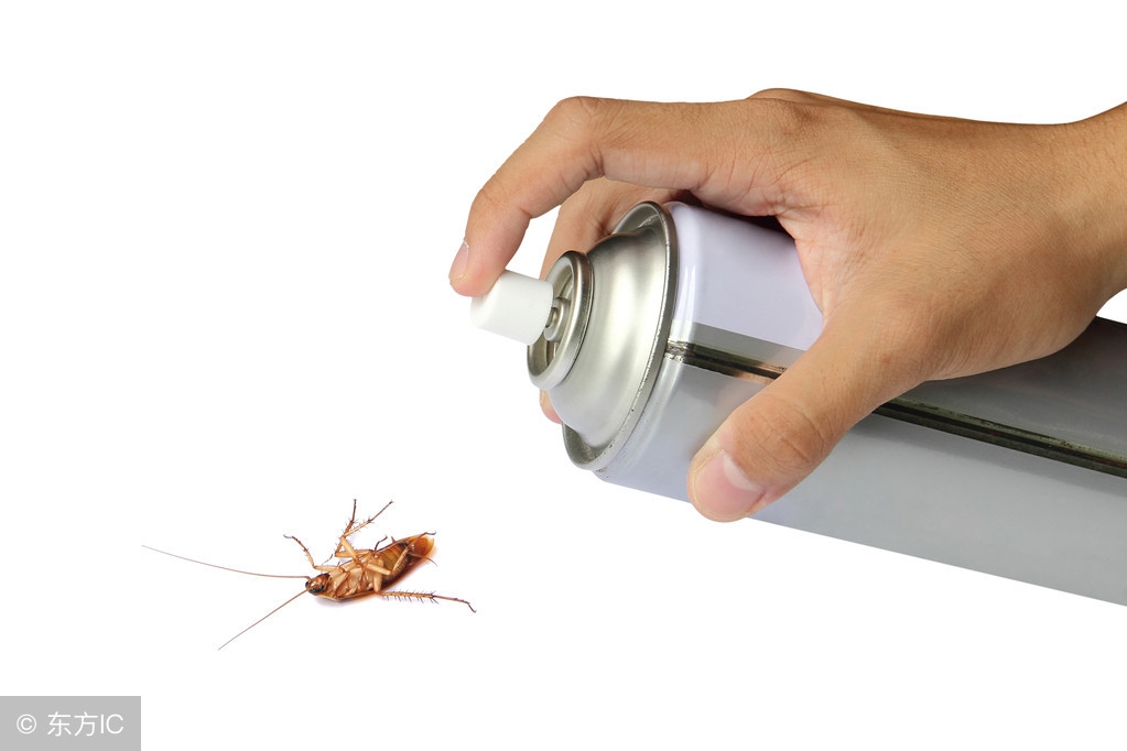 家里有蟑螂教你一招让蟑螂去无踪,有蟑螂怎么快速找到蟑螂窝