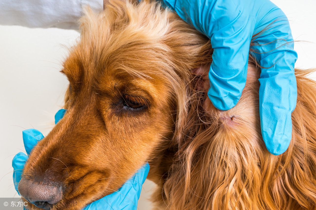 狗狗螨虫皮肤病怎么治除根好得快,狗狗有螨虫皮肤病用什么药好得快