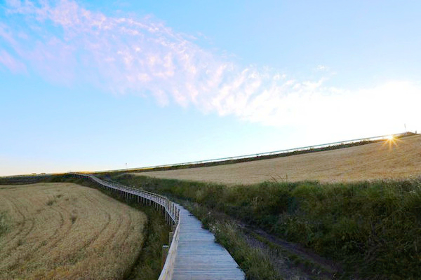 江布拉克的美景描述,风吹麦浪风景视频