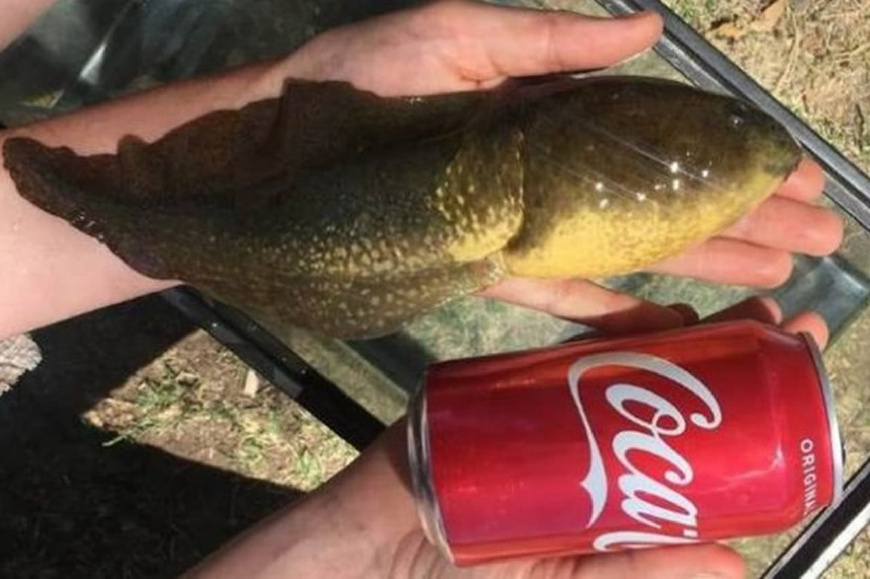 全世界最大的蝌蚪竟变成了小青蛙,世界上最大的蝌蚪长什么样子