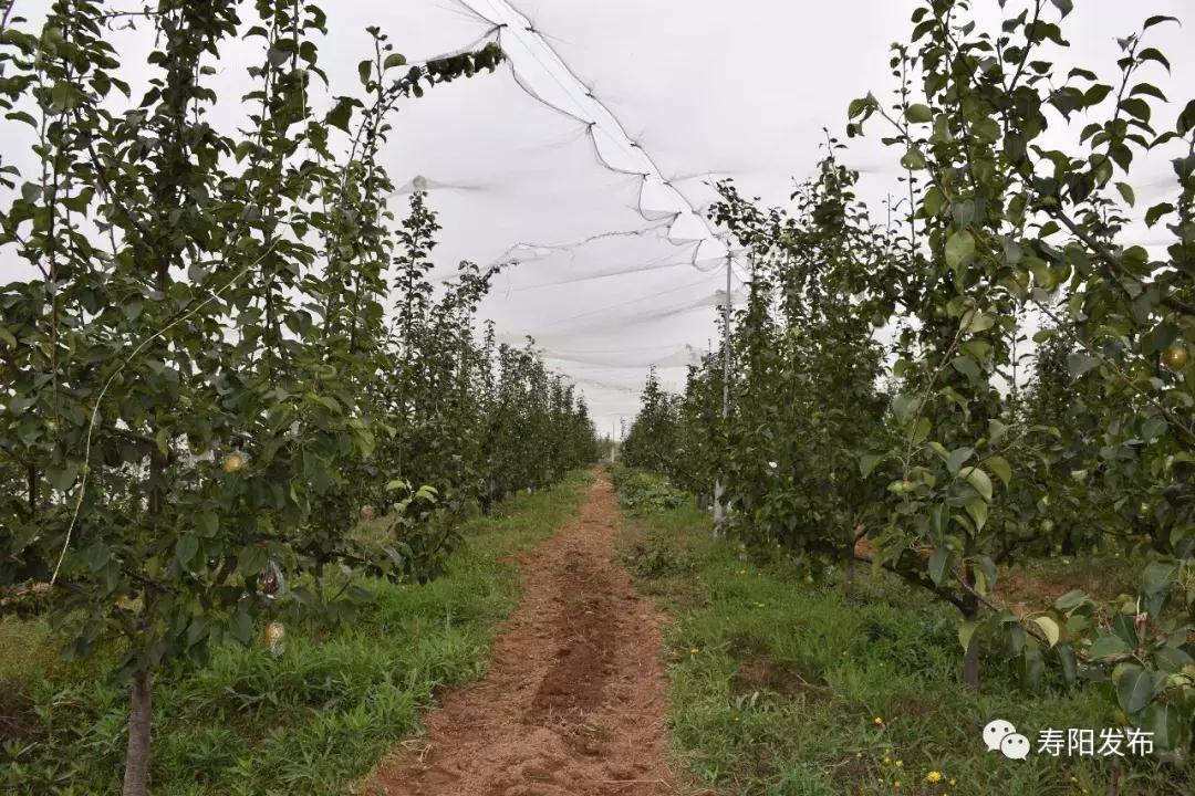 寿阳县富家沟梨儿熟了！又见梨果满枝头