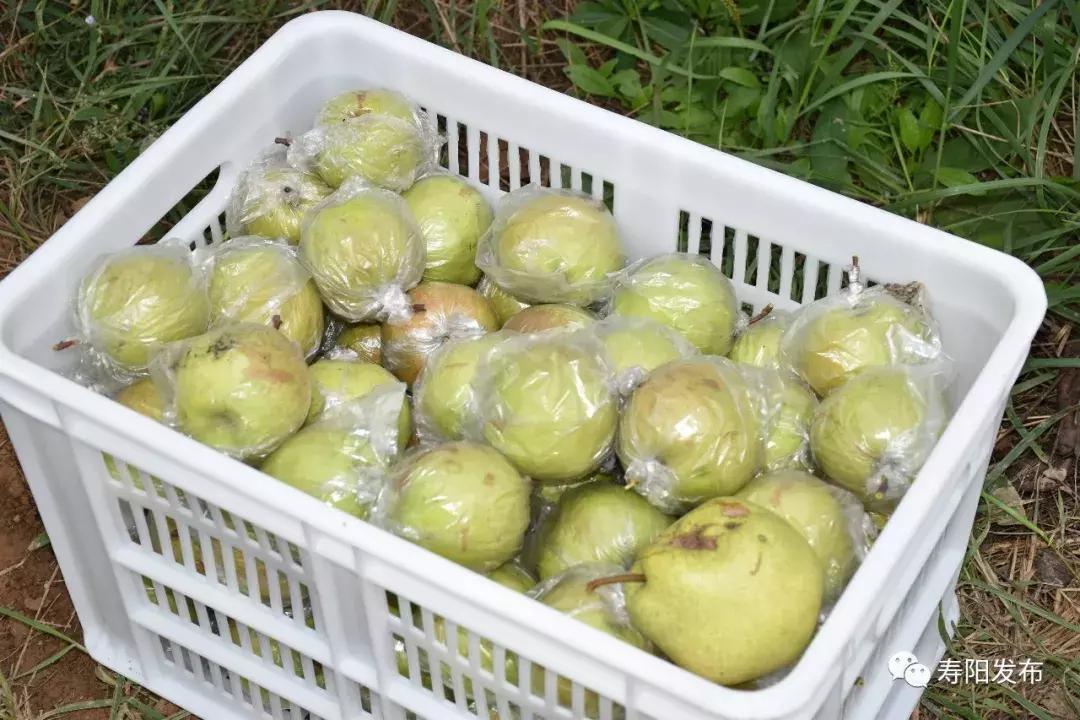 寿阳县富家沟梨儿熟了!又见梨果满枝头