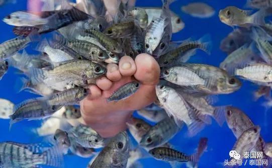 火遍全泰的这种“小鱼啃脚Spa”,你可知有多大健康风险?