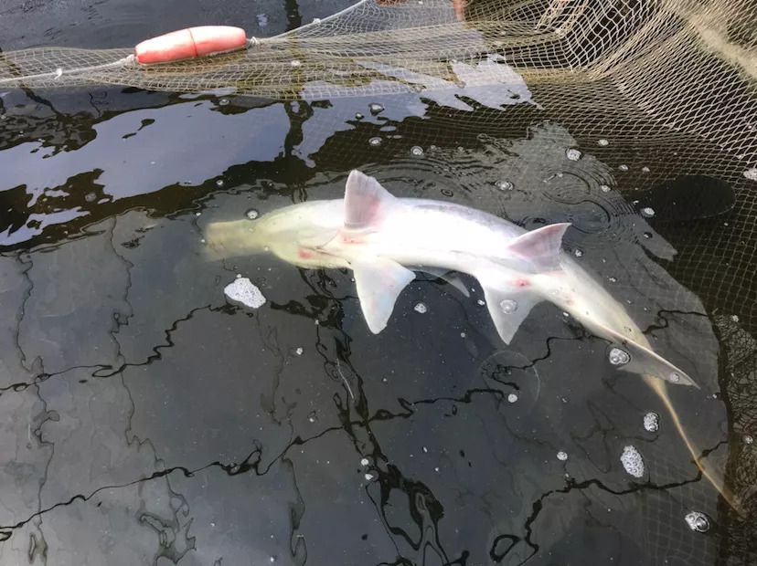 鸭嘴鱼广东有吗,苏州有活的鸭嘴鱼吗