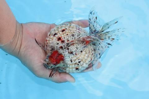 清朝正白旗旗人金鱼养殖心经:《虫鱼雅集》(下)