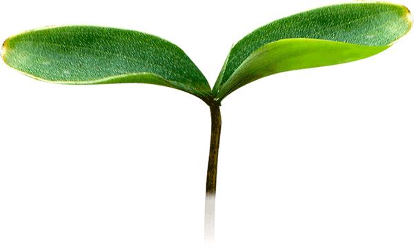 娣樺疂濂藉悆鐨勮泲榛勯叆鎺ㄨ崘,娣樺疂搴椾笂鐨勮泲榛勯叆