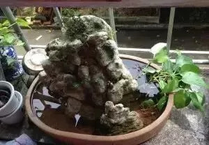 被蚊子咬了后起皮疹,蚊子咬后一大片红肿发硬体内缺啥