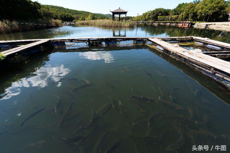 戚振林｜乳业教父郑俊怀和他的红星集团