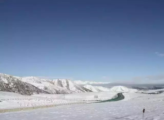 青海十大怪事完整视频,青海十大怪树