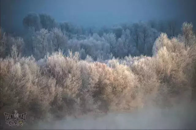 青海十大怪事完整视频,青海十大怪树