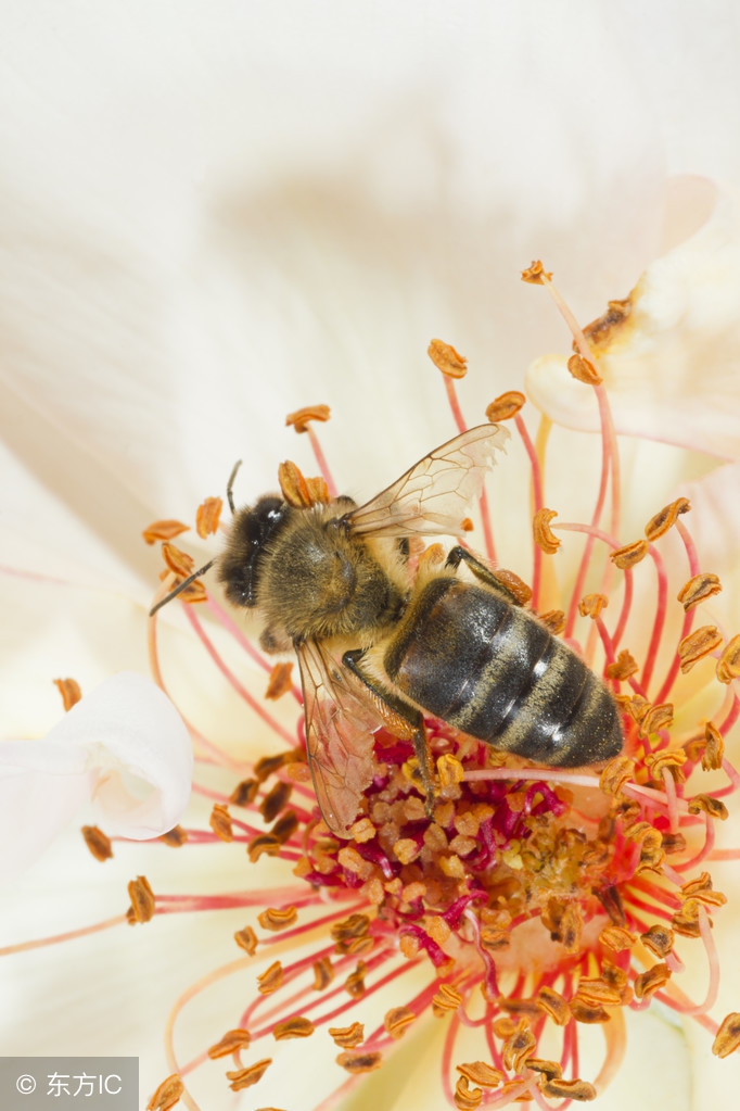 中蜂养殖：巢虫对蜂群危害症状以及防治方法