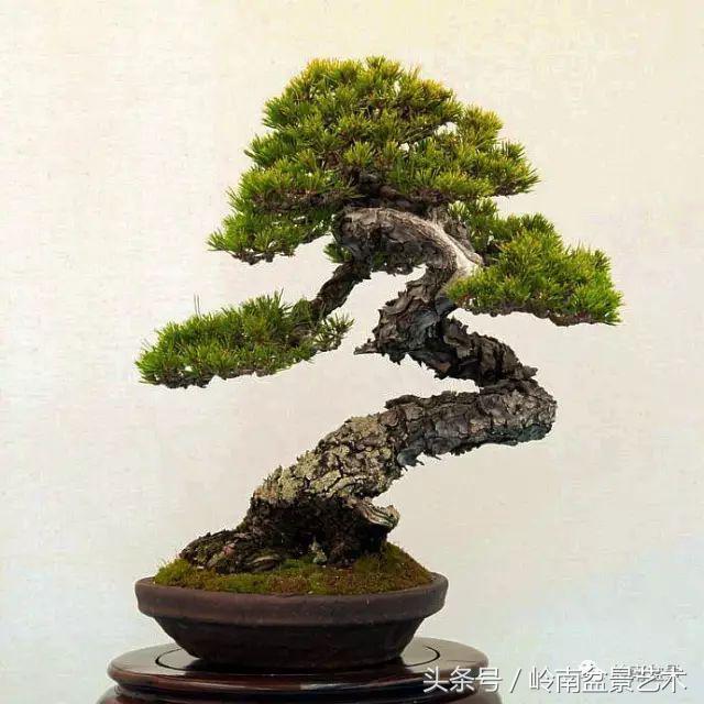 云中松——仰观天宇，俯察尘寰