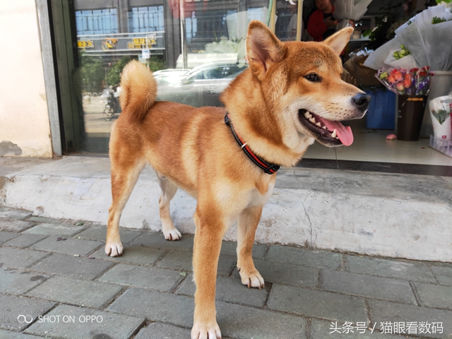 oppor17前置拍照,oppor17自拍效果怎么样