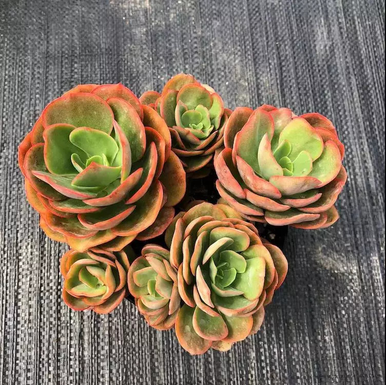 这个秋天，还在愁家里没有美肉吗？超高颜值的法师、冰梅等你来抢购！