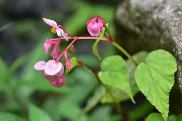 植物调查心得体会,考察植物种类实践活动心得体会